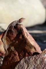 Diporiphora bennettii