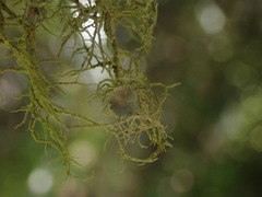 Usnea dasaea