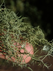 Usnea dasaea
