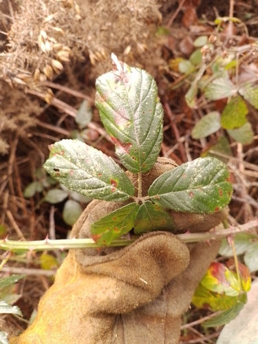 Image of Rubus amplificatus by (c) Joe Potter Butler, some rights reserved (CC BY)