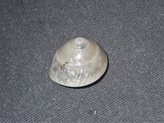 Bellastraea squamifera