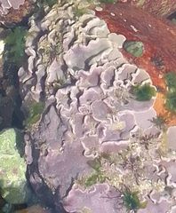 Lithophyllum incrustans