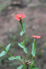Zinnia peruviana