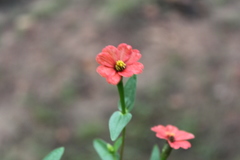 Zinnia peruviana