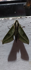 Xylophanes cyrene
