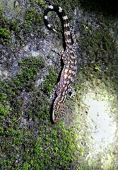 Cyrtodactylus dianxiensis