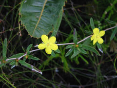 Hibbertia salicifolia