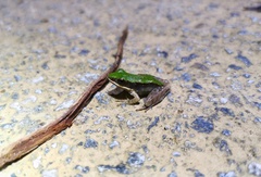 Odorrana chloronota