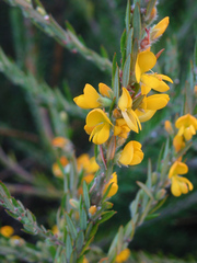 Aotus lanigera