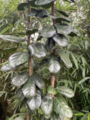 Magnoliopsida