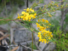 Dillwynia floribunda