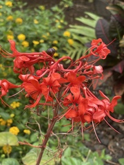 Clerodendrum paniculatum