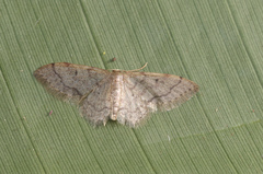 Idaea adipata