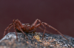 Philodromus
