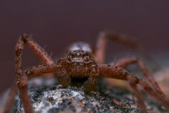 Philodromus