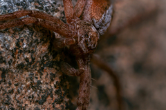 Philodromus