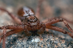 Philodromus