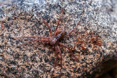 Philodromus