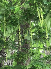 Pterocarya