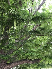Pterocarya