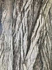 Pterocarya