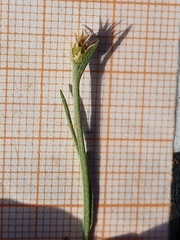 Centaurea parviflora