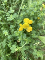 Lotus corniculatus