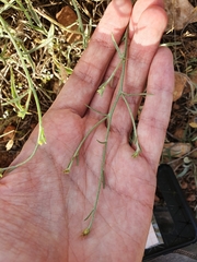 Centaurea parviflora