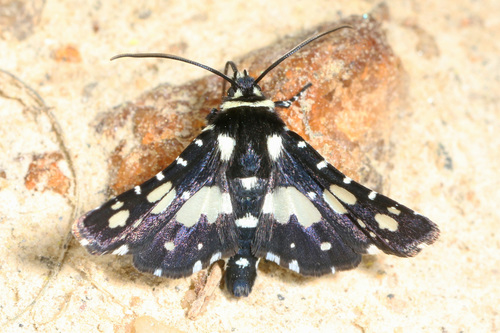 Mournful Thyris Moth photo 4