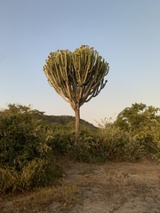 Euphorbia ingens image