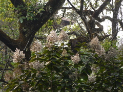 Strobocalyx arborea