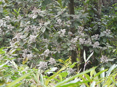 Strobocalyx arborea