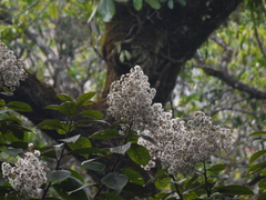 Strobocalyx arborea
