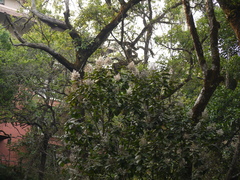 Strobocalyx arborea