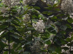 Strobocalyx arborea