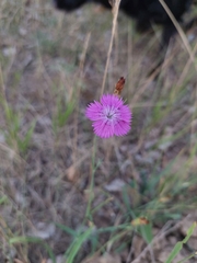 Dianthus chinensis