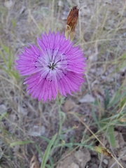 Dianthus chinensis