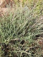 Centaurea parviflora