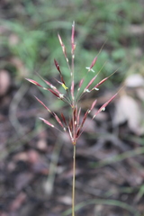 Chrysopogon fallax