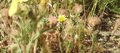 Trifolium cherleri