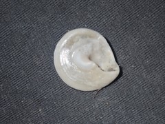 Bellastraea squamifera
