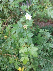 Rosa balsamica