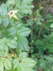 Rosa balsamica