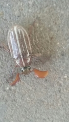 Polyphylla decemlineata