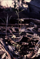 Pachymitus cardaminoides
