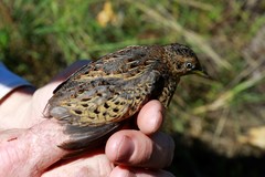 Turnix maculosus
