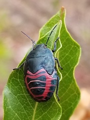 Coleotichus blackburniae