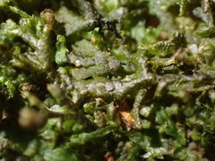 Frullania tamarisci