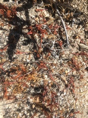 Lastarriaea coriacea