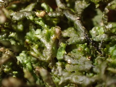 Frullania tamarisci